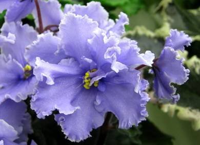 ЭльфийскийСад7